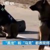 警犬面对火腿肠诱惑不为所动 究竟是什么情况?具体事件详情是怎样的?
