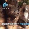 考拉打架打输哭到声嘶力竭 原来考拉也会哭？