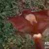 四川乐山发现野生飞狐 放生时突然飞下悬崖罕见一幕曝光