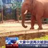 游客投喂大象塑料袋 究竟是怎么一回事?