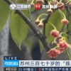 苏州370岁孩儿莲盛开 植物长什么样？名字有何由来？