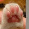 山西出土5件形似猫爪金饰 究竟是怎么一回事?