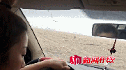 黑龙江一村庄闯入成年东北虎 这到底是什么状况?画面曝光
