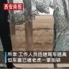 直播:黑龙江一村闯入东北虎 一掌拍碎车窗！东北虎攻击性有多强？