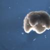 创新科技资讯：通过进化算法设计并由活细胞构建的3D生物