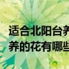 适合北阳台养的花有哪些（请教下适合在阳台养的花有哪些）