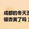 成都的冬天五彩斑斓银杏黄了（我想问成都的银杏黄了吗）