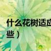 什么花树适应室内（有谁清楚室内景观树有哪些）