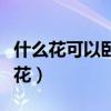 什么花可以卧室种植（求告知卧室应该插什么花）