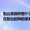 阳台菜园种植什么菜好（武汉阳台菜园需要什么装置呢 适合在阳台的种的菜有哪些）