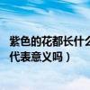 紫色的花都长什么样子（紫色的花都有哪些呢 有什么特殊的代表意义吗）