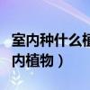 室内种什么植物吸收甲醛（谁清楚如何种好室内植物）