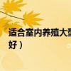 适合室内养殖大型观赏植物（哪位知道室内放什么大型植物好）