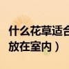 什么花草适合放在室内（谁清楚什么花草适合放在室内）