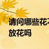 请问哪些花不宜放在室内呢 哪位知道室内能放花吗 