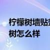 柠檬树墙贴效果图大全 电视背景墙贴纸柠檬树怎么样 柠檬树墙贴效果图大全 电视背景墙贴纸柠檬树怎么样