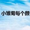 小雏菊每个颜色的寓意 小雏菊的花语是什么 