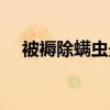 被褥除螨虫最好的办法 被褥怎么除螨虫 