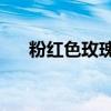 粉红色玫瑰花 10款粉色玫 瑰品种介绍