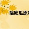 哈密瓜原产地 哈密瓜为何叫哈密瓜？