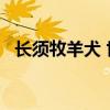 长须牧羊犬 世界名犬——长须柯利牧羊犬