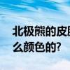 北极熊的皮肤是什么颜色的 熊猫的尾巴是什么颜色的?