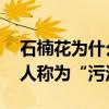 石楠花为什么叫最污花 石楠花为什么被武汉人称为“污汉花”