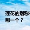 莲花的别称有哪些 荷花的十大别称，你喜欢哪一个？