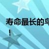 寿命最长的鸟1 世界十大寿命最长鸟类排行榜！