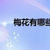 梅花有哪些品质(梅花象征具体什么人)