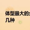 体型最大的企鹅是哪种 全世界上的企鹅共有几种