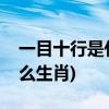 一目十行是什么生肖(一语中特一目十行指什么生肖)