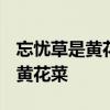 忘忧草是黄花菜还是大白菜 食疗养生忘忧草-黄花菜