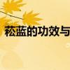 菘蓝的功效与作用 发现滋补中药材：“菘蓝
