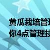 黄瓜栽培管理技术要点 黄瓜种植想高产，教你4点管理技术
