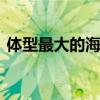 体型最大的海龟 世界上最大的海龟是什么龟