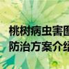 桃树病虫害图片 桃树9种重点虫害高清图谱及防治方案介绍