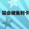 猫会被鱼刺卡到吗 猫吃鱼时的鱼刺去哪儿了