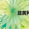 韭黄种植 未来10大暴利种植