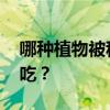 哪种植物被称为黄花地丁婆婆丁 婆婆丁怎么吃？