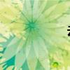 云南山茶采摘方法