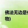 佛法无边是什么生肖(天生丽质打一肖什么动物)