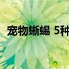 宠物蜥蜴 5种适合新手养的入门级宠物蜥蜴