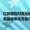 红树植物对高盐的潮间带环境具有特殊的什么 红树植物什么容易被氧化而呈红色