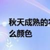 秋天成熟的农作物 秋天成熟的水果有哪些什么颜色 秋天成熟的农作物 秋天成熟的水果有哪些什么颜色