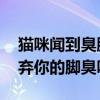 猫咪闻到臭脚后为什么会张开嘴 猫真的会嫌弃你的脚臭吗？