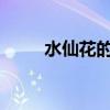 水仙花的特性介绍了神秘的水仙花