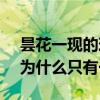 昙花一现的现是什么意思 昙花是种什么花？为什么只有一现？
