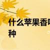 什么苹果香味最浓_苹果闻着可香了是什么品种