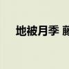 地被月季 藤本月季与地被月季品种介绍